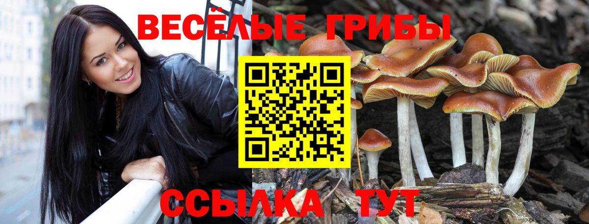 Псилоцибиновые грибы Psilocybine cubensis Зерноград